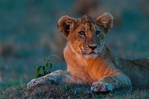 Portrait of a lion cub resting at sunset Masai Mara National Reserve-Kenya Art Print